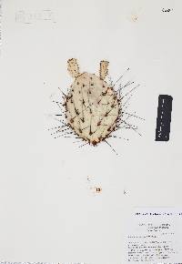 Opuntia bravoana image