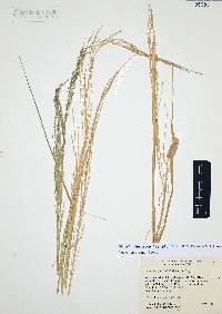 Diplachne fusca subsp. fascicularis image