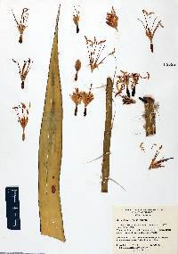 Agave chrysoglossa image