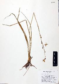 Echeandia mexicana image