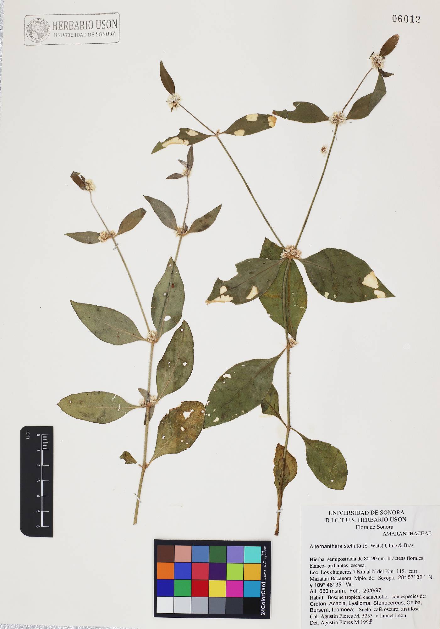 Alternanthera stellata image