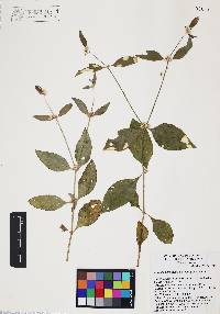 Alternanthera stellata image