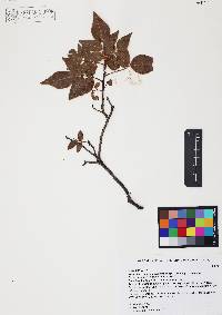 Rhus virens image