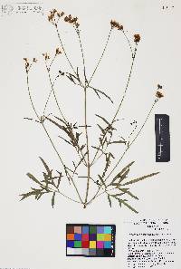 Coreocarpus arizonicus image