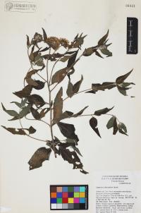 Lagascea decipiens image