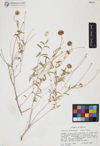 Encelia frutescens image
