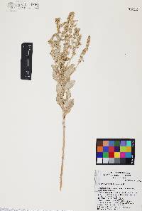 Atriplex barclayana image