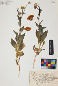 Geraea canescens image