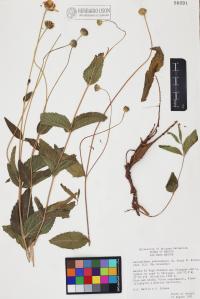 Lasianthaea podocephala image