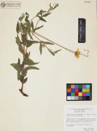 Lasianthaea podocephala image