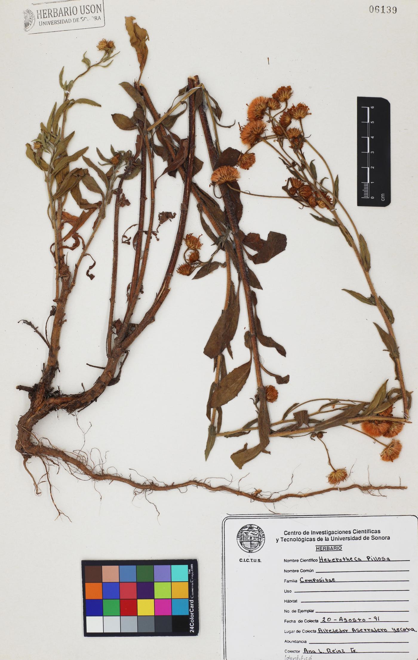 Bradburia pilosa image