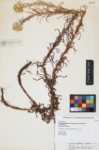 Pseudognaphalium leucocephalum image