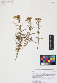 Gymnosperma glutinosum image
