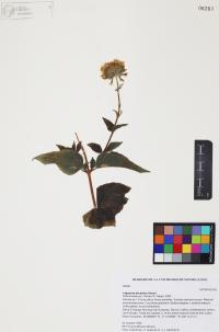 Lagascea decipiens image