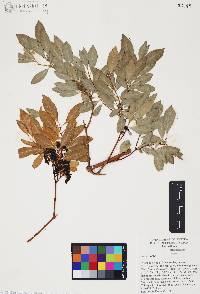 Ilex tolucana image