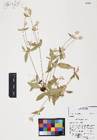 Gomphrena sonorae image