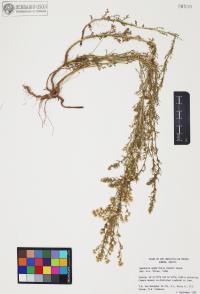 Laennecia sophiifolia image