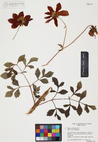Dahlia coccinea image