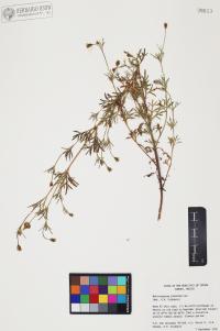 Heterosperma pinnatum image