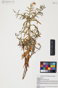 Gymnosperma glutinosum image