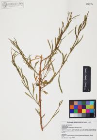 Gymnosperma glutinosum image