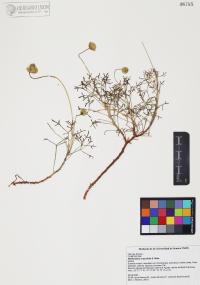 Hofmeisteria crassifolia image