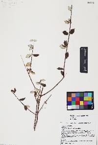 Telosiphonia nacapulensis image