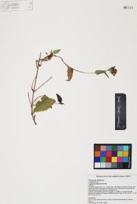 Lagascea decipiens image