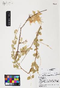 Iresine alternifolia image