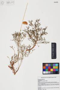 Hofmeisteria crassifolia image