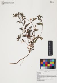 Eclipta prostrata image