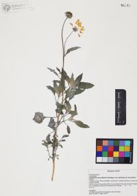 Helianthus niveus image