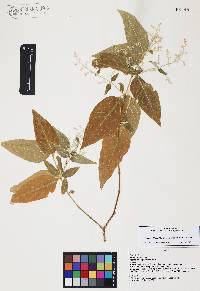 Iresine latifolia image