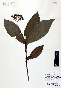 Tinantia macrophylla image
