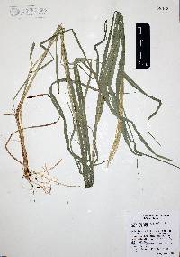 Enteropogon chlorideus image