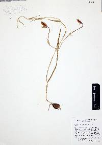 Calochortus spatulatus image