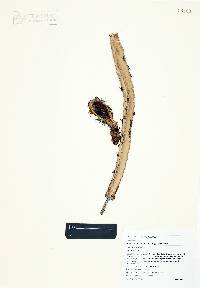 Peniocereus marianus image