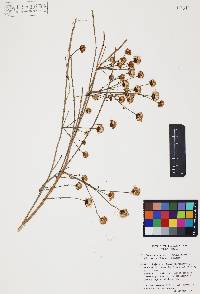 Chloracantha spinosa image