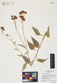 Encelia farinosa image