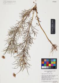 Cosmos parviflorus image