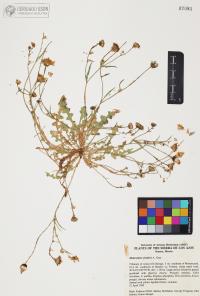 Malacothrix fendleri image