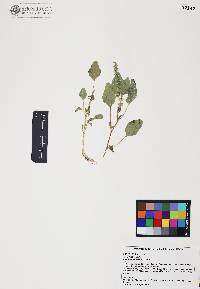 Amaranthus watsonii image