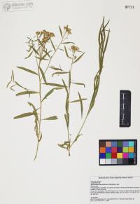 Gymnosperma glutinosum image