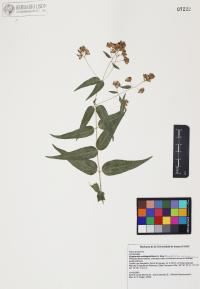 Koanophyllon solidaginifolium image
