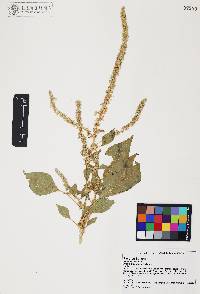 Amaranthus watsonii image