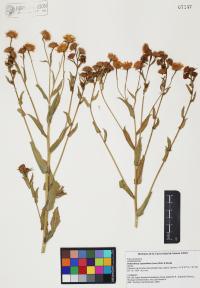 Heterotheca subaxillaris image