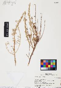 Atriplex linearis image