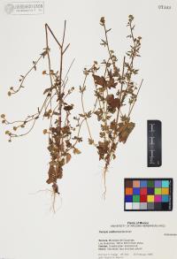 Perityle californica image