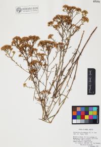 Gutierrezia microcephala image