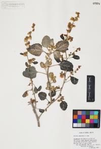 Dicoria canescens image